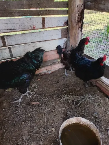 tenho um casal de gigante negro disponível para vender