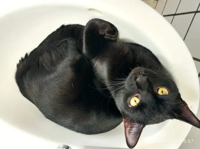 Doação de pet gatinha/o carinhosa 