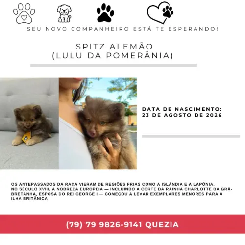 SPITZ ALEMÃO (LULU DA POMERÂNIA) MACHO
