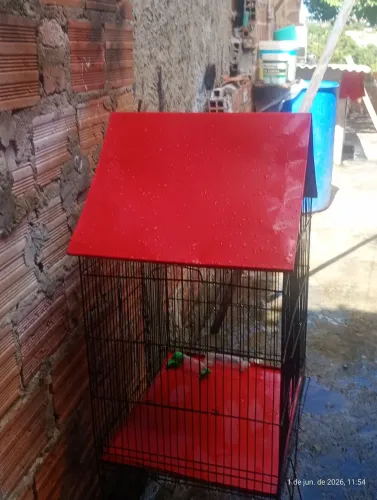 gaiola 