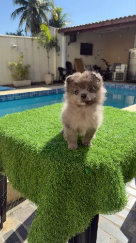 Lulu da pomerânia anão