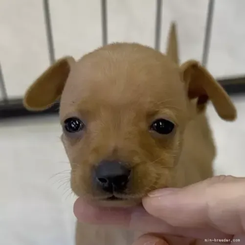 Baby Pinscher/Pincher dócil e saudável de ótima genética brincalhão