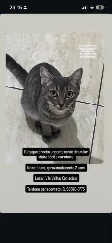Gata para adoção urgente