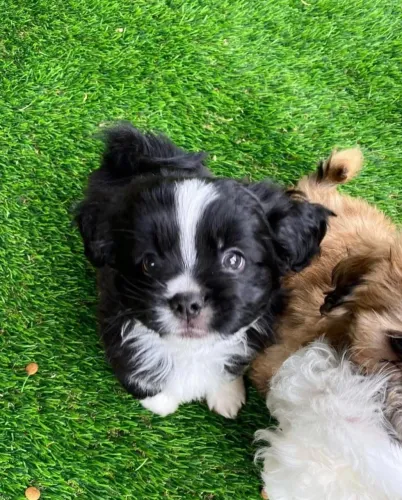 Filhotes de Shih Tzu | Focinho cheio de simpatia.