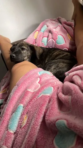 Cachorro pra adoção 