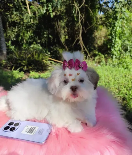 Shih tzu macho e fêmea 