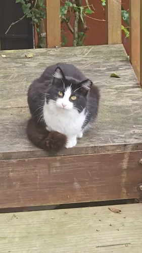 Gatos castrados para adoção responsável