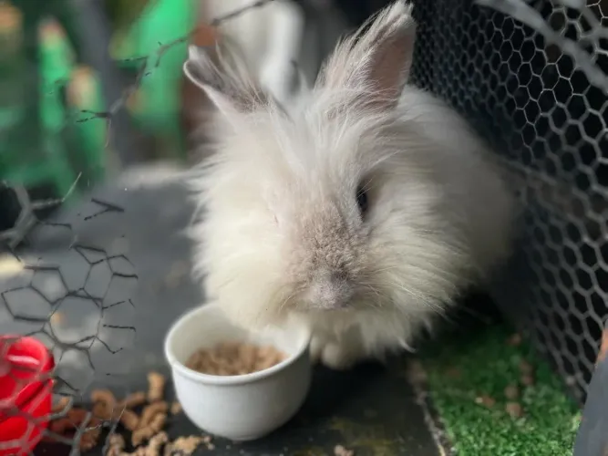 Filhote de Coelho angora inglês 