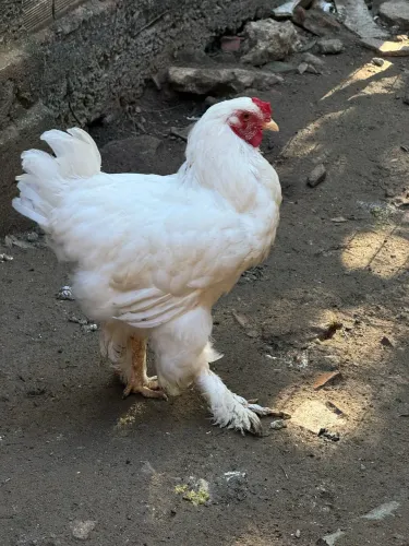 Galo Brahma