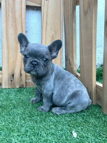 Bulldog Francês,  Blue