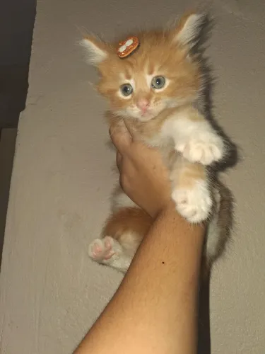 Gato de raça,gato gigante