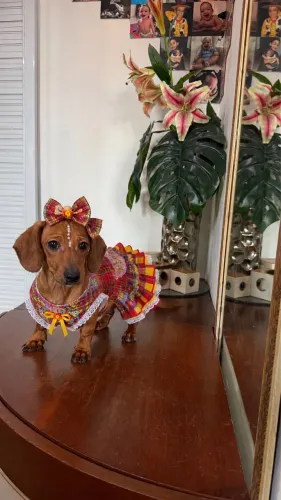 Dachshunds mini e kanichen em até 18x COM KIT GRÁTIS