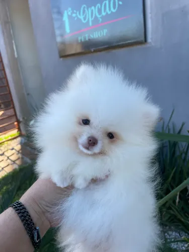 Spitz alemão anão macho Lulu da pomerania