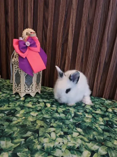 Mini coelhos