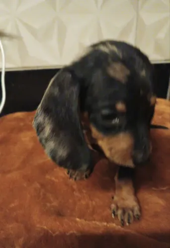 Basset arlequim (salsichinha)macho miniatura