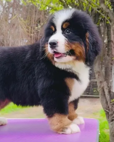 Filhotes de Bernese | Um pet cheio de encanto e simpatia.