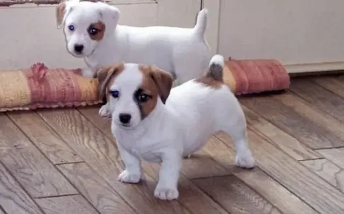 Jack russel pequeno, astuto e amável