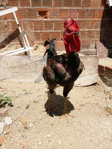 Galo indiano pescoço pelado