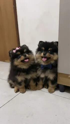 BEBÊS DE LULU