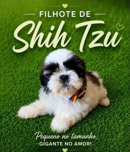 Filhotes