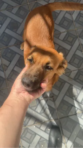 Doação de cachorros