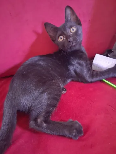 Gatinha filhote para adoção responsável