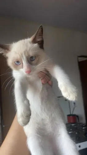 Gatinhos pra doação 