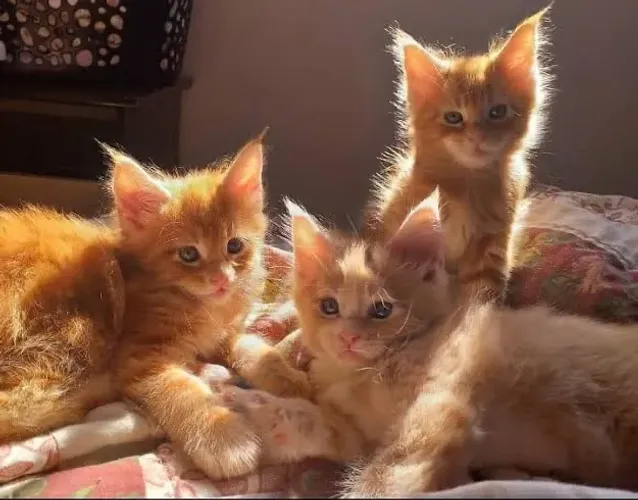 Maine Coon Super Promoção 