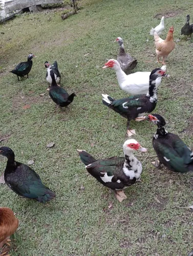 Vendo patos