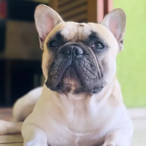 Cão namoro/ Cruza