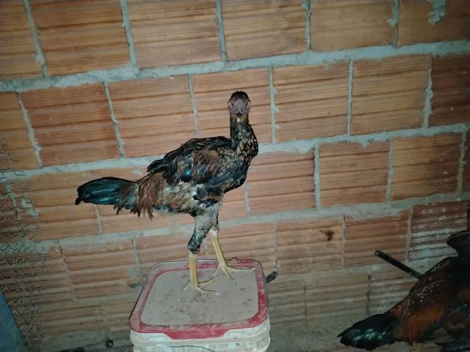 Frangos caipira puro 