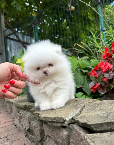 Cachorro Lulu da Pomerania lindo filhote pronto para novo lar