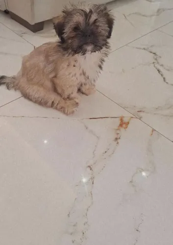FILHOTE SHIH TZU 