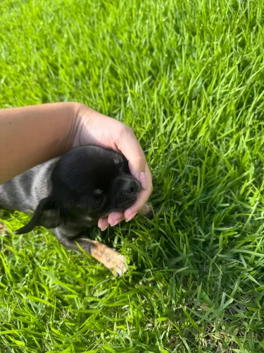 Chihuahua FÊMEA 