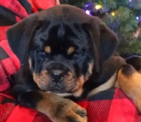 ROTTWEILER MACHOS E FÊMEAS DISPONÍVEIS