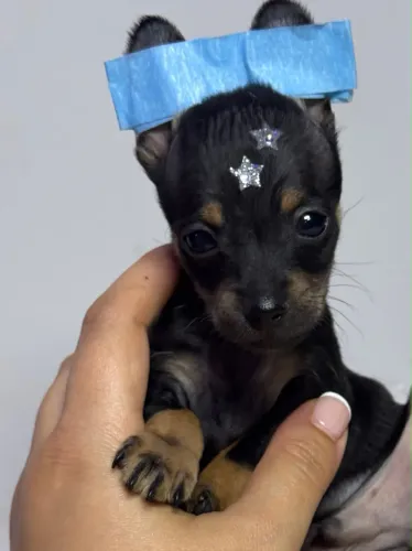 Pinscher macho um espetáculo