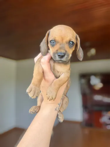 Vendo filhote macho dachshund mini caramelo