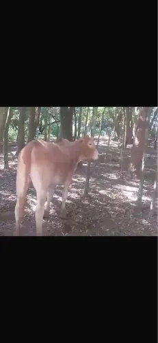 7 Cabeças de gado a venda Piedade sp