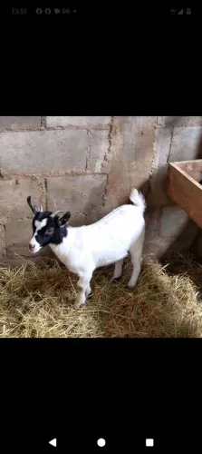 Casal de mini cabra