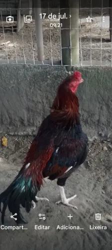 Galo puro sangue