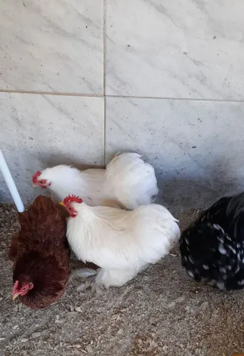 Galo mini cochim.