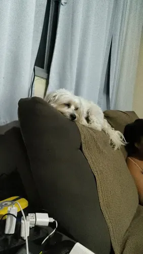 Maltês macho procura namorada