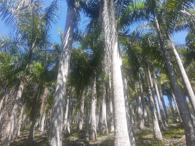 VENDO SITIO PRODUTIVO PLANTAS ORNAMENTAIS EM PARIQUERA-AÇU ( 4273 )