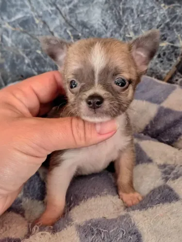 Chihuahua 