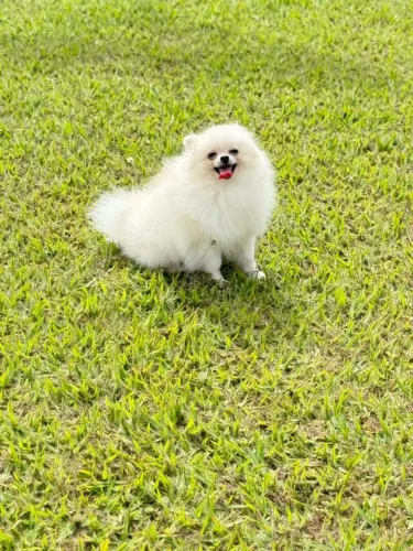 Spitz alemão Lulu da Pomerânia 