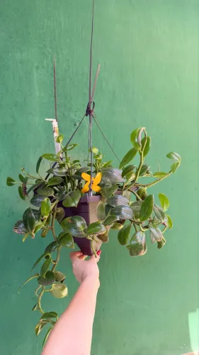 Planta ornamental COLUMÉIA