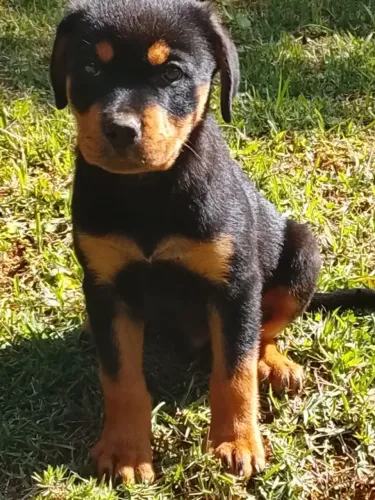 Rottweiler Filhotes fotos real a Pronta Entrega