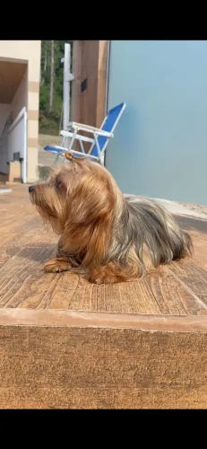 Cachorro 