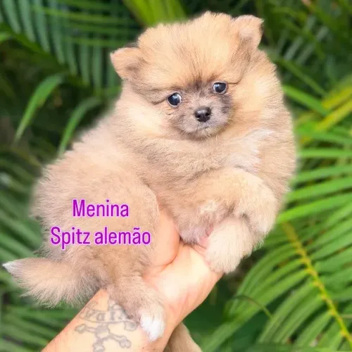 Spitz alemão filhotes