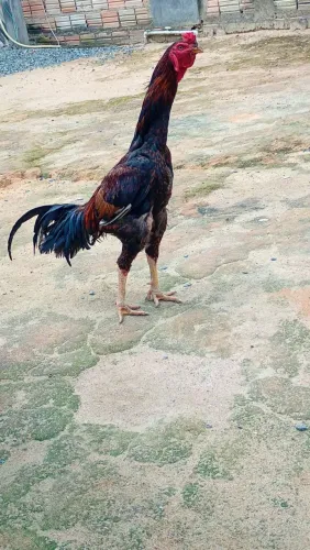Vende se galo e galinha